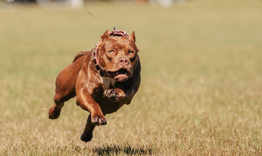 恶犬事件最新动态