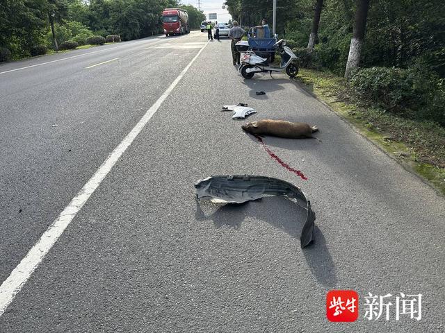 云南女子驾车偶遇六头野猪惊险跌落事件