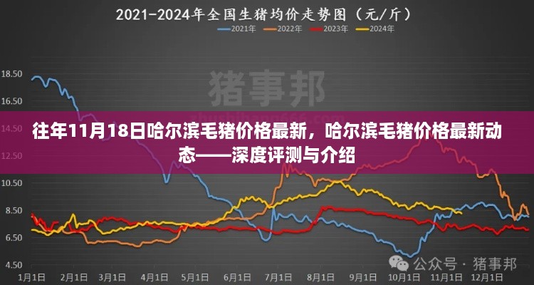 哈尔滨毛猪价格最新动态，深度评测与介绍——历年11月18日的观察与分析