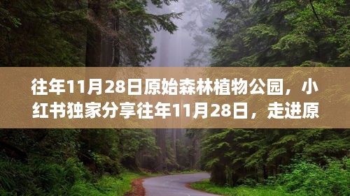 走进原始森林植物公园，小红书独家分享的自然魅力之旅