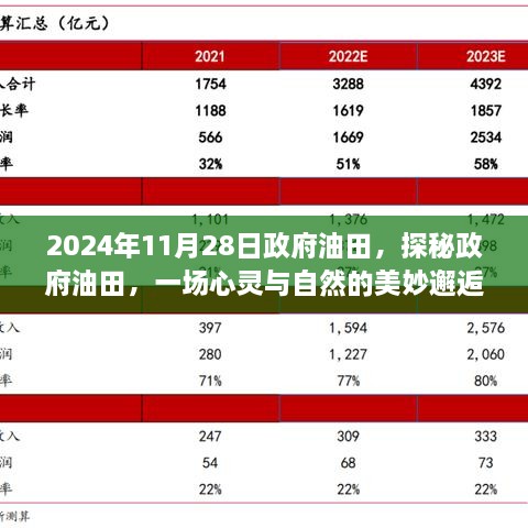 探秘政府油田，心灵与自然的邂逅之旅（日期，2024年11月28日）