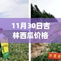 吉林西瓜价格走势分析，聚焦热门行情的走势预测（11月30日）