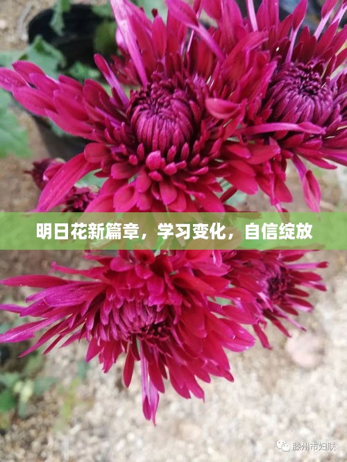 明日花新篇章，自信绽放，学习变化的力量