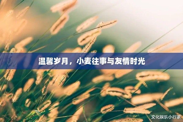 温馨岁月，小麦往事中的友情时光