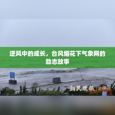 台风下的气象网，逆风中的励志成长故事