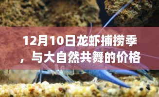 12月龙虾捕捞季，价格与心灵宁静的共舞之旅