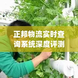 正邦物流实时查询系统深度解析，最新专稿报道