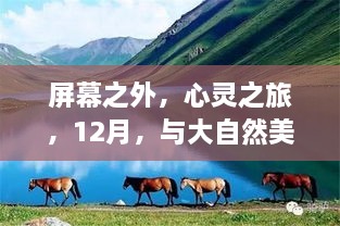 心灵与自然的秘密之旅，屏幕之外的不见面之旅，12月心灵探险之旅